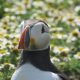 Puffin