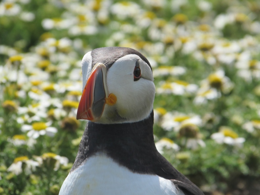 Puffin