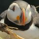 Puffin