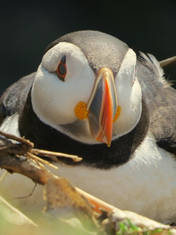 Puffin
