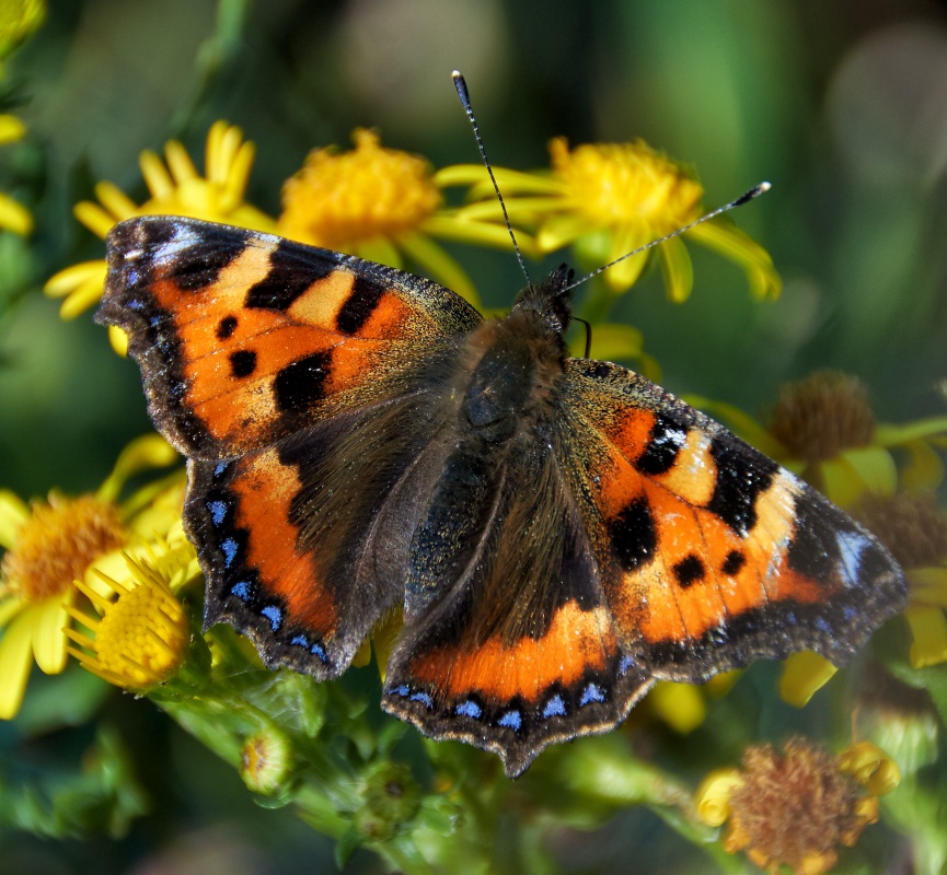 Small tortoiseshell (Aglais urticae)