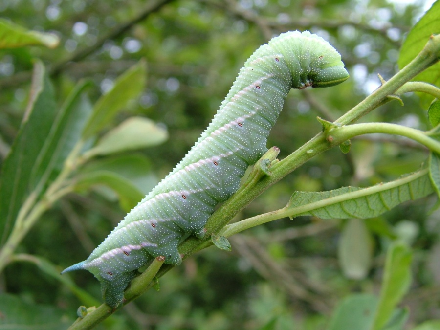 Lime Hawkmoth caterpilar