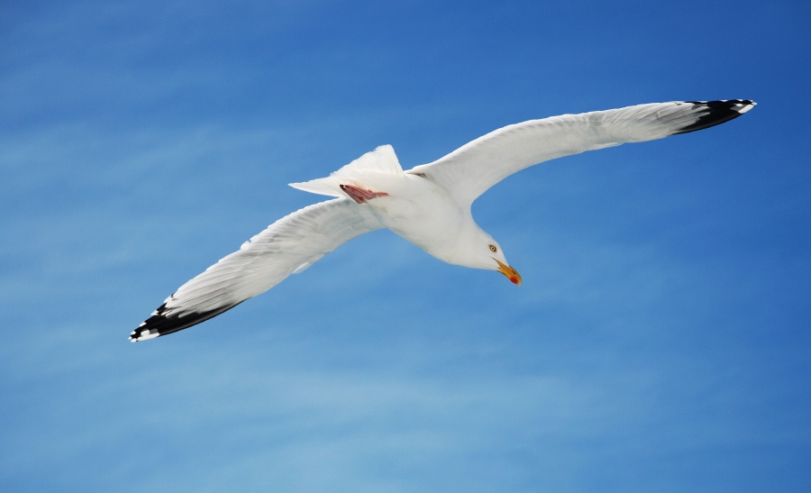Soaring High