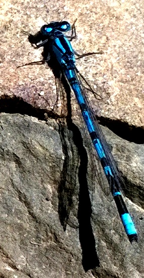 Damselfly basking in the sunshine