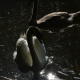 Swans