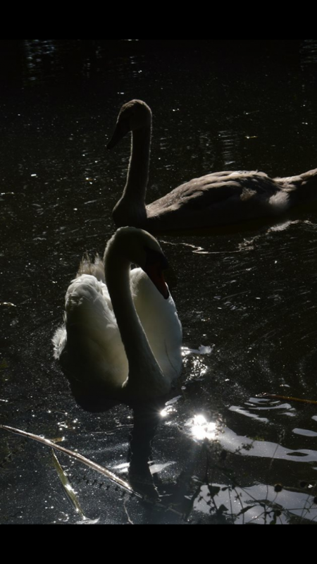 Swans