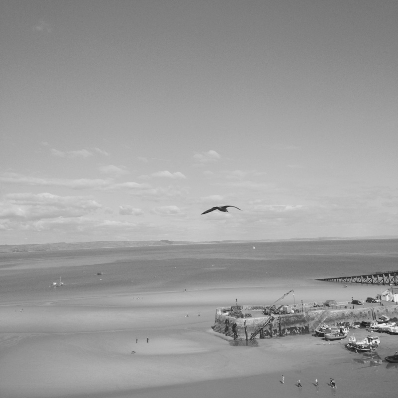 Gull