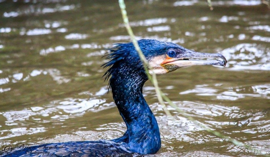 The Blue Cormorant