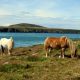 Grazing Ponies overlooking Ramsey Sound