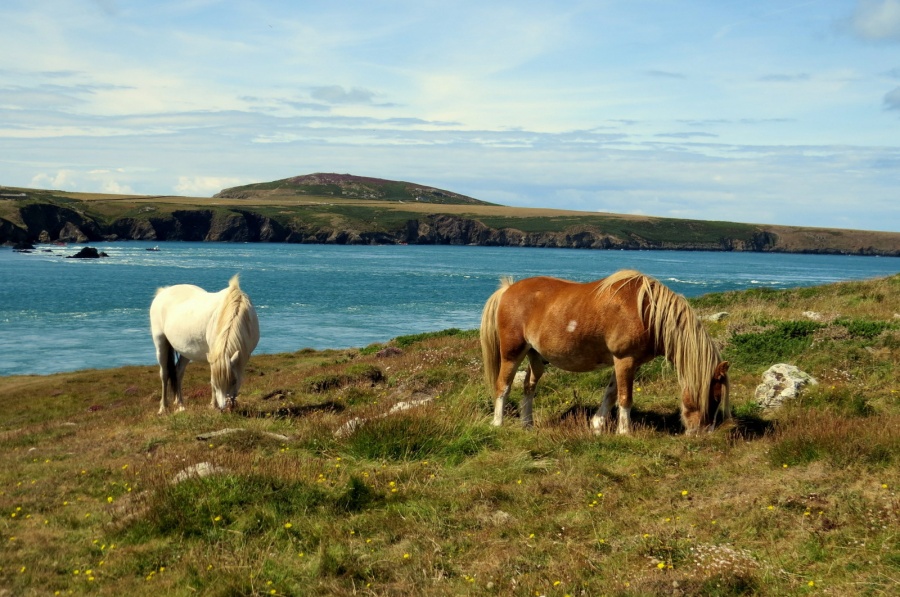 Grazing Ponies overlooking Ramsey Sound