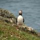 Puffin