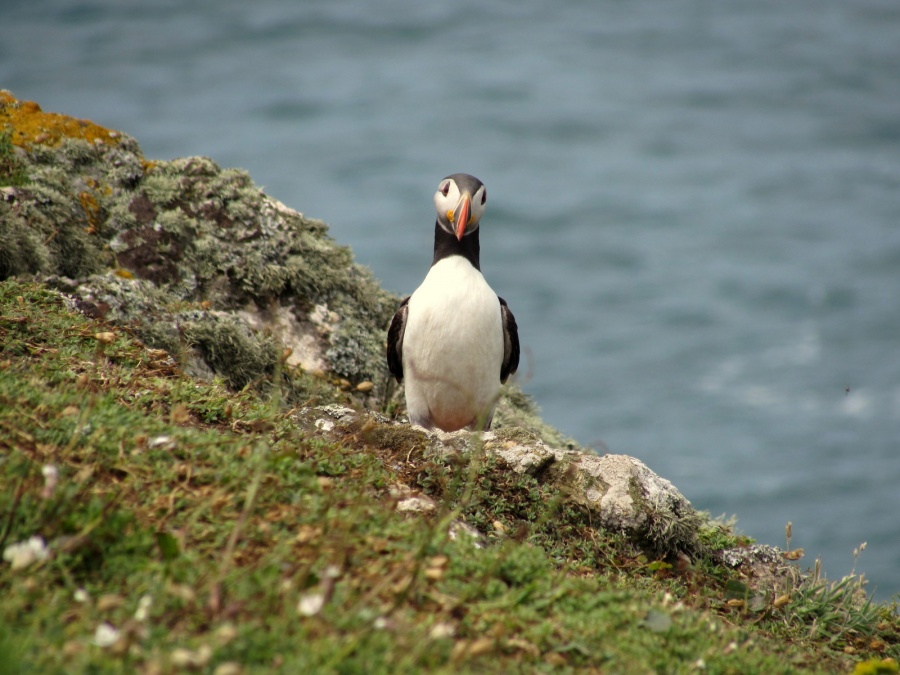 Puffin