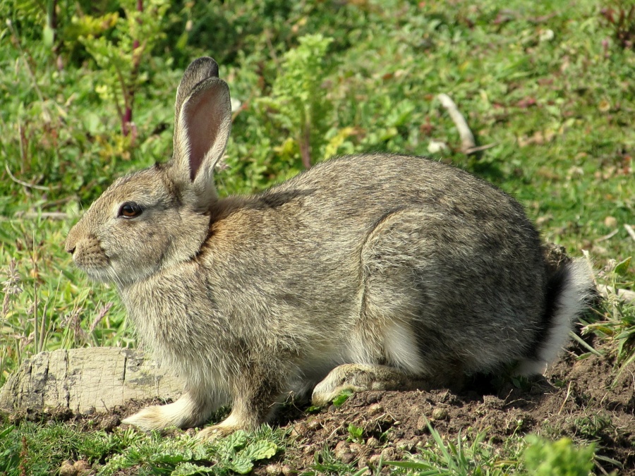 Rabbit