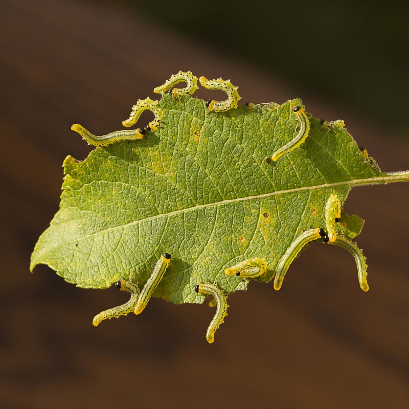 Sawfly larvae line dance