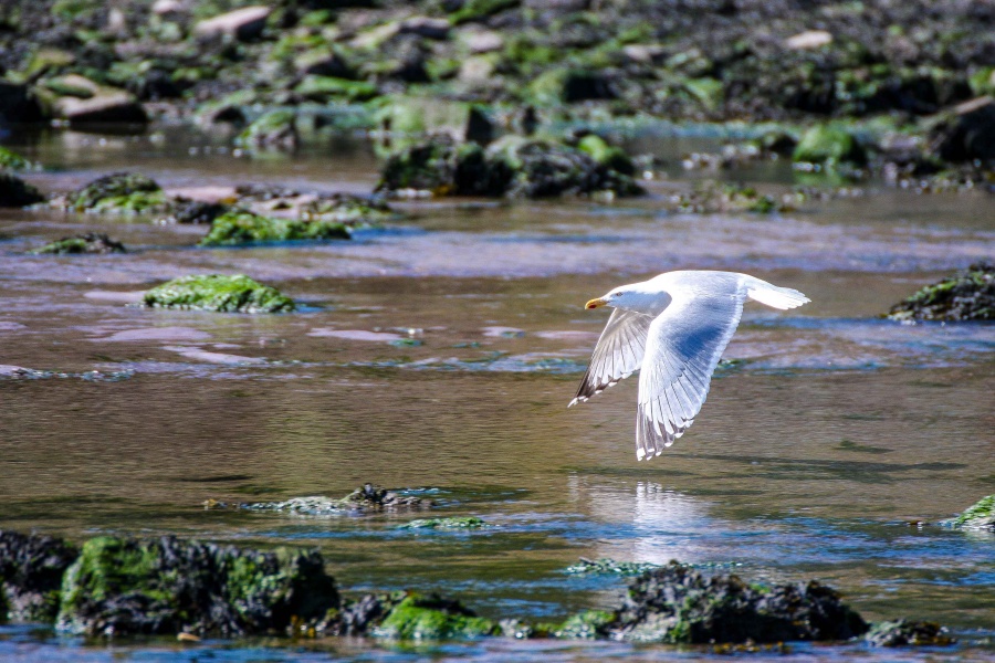Seagull