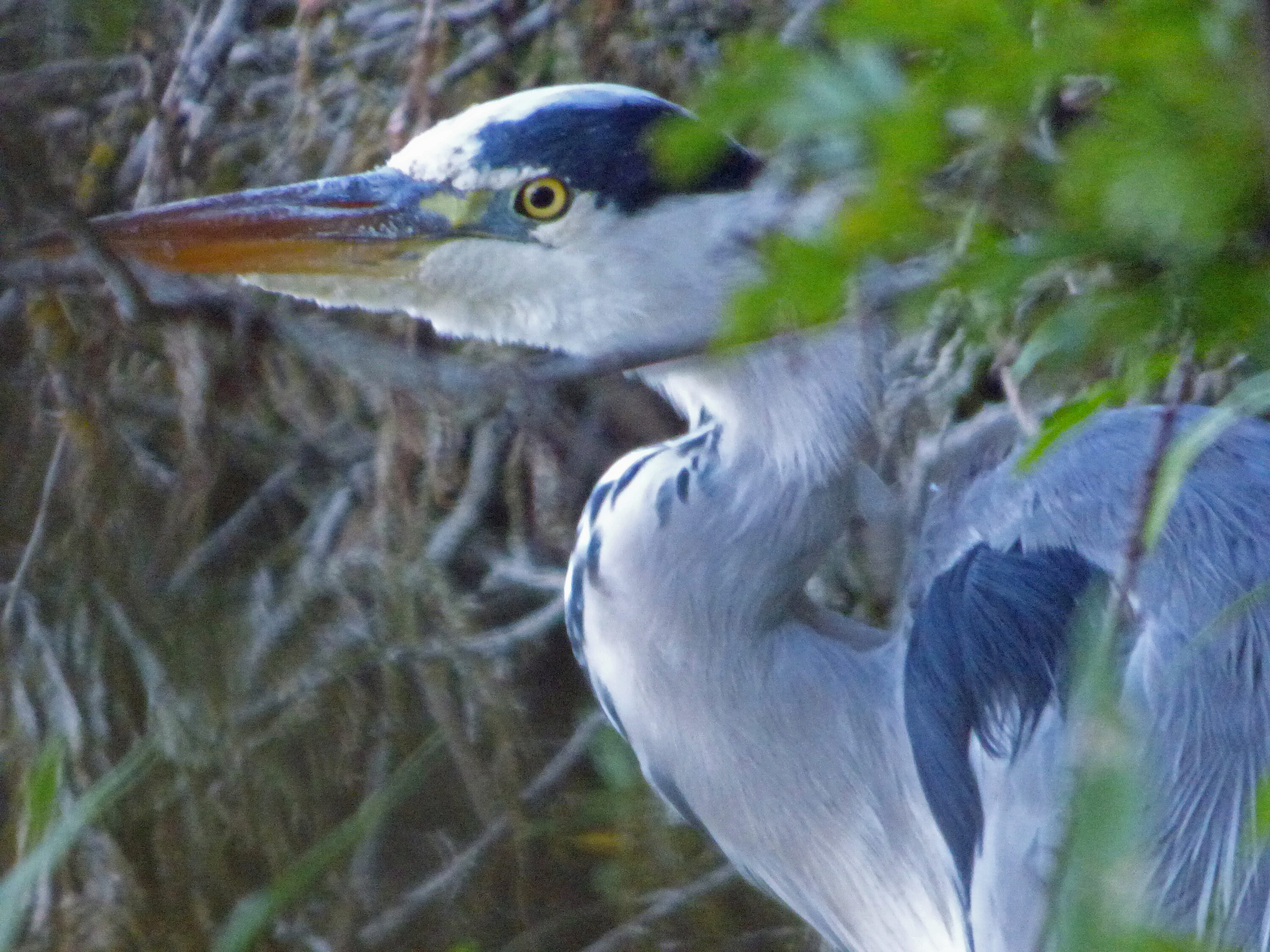 Heron peeking