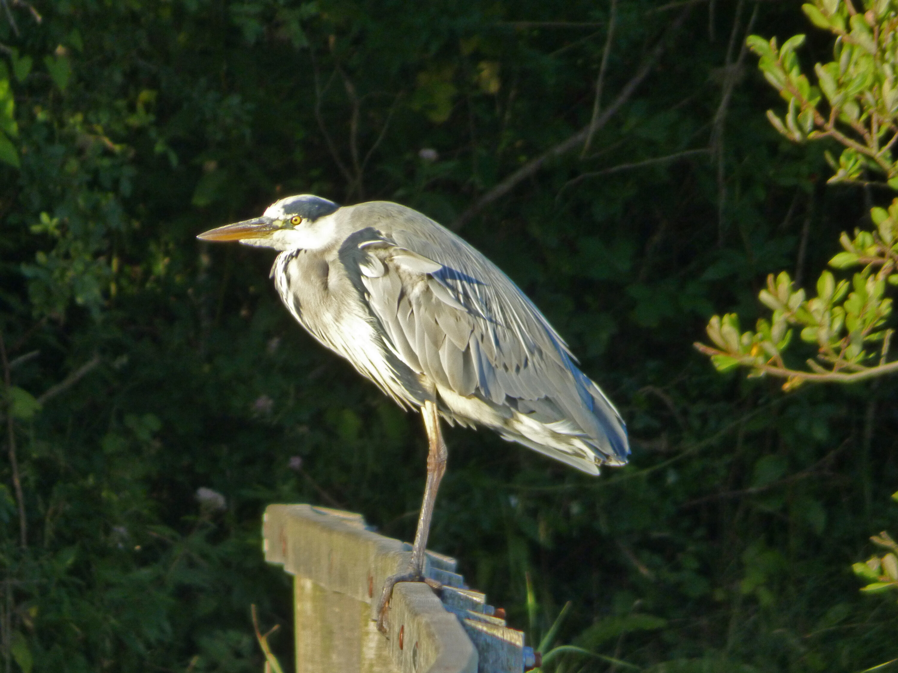 Heron at Bosherston