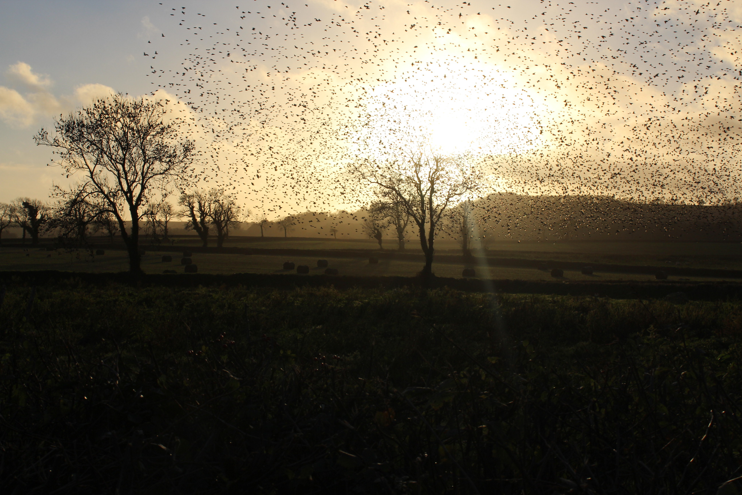 Murmuration @ Carew