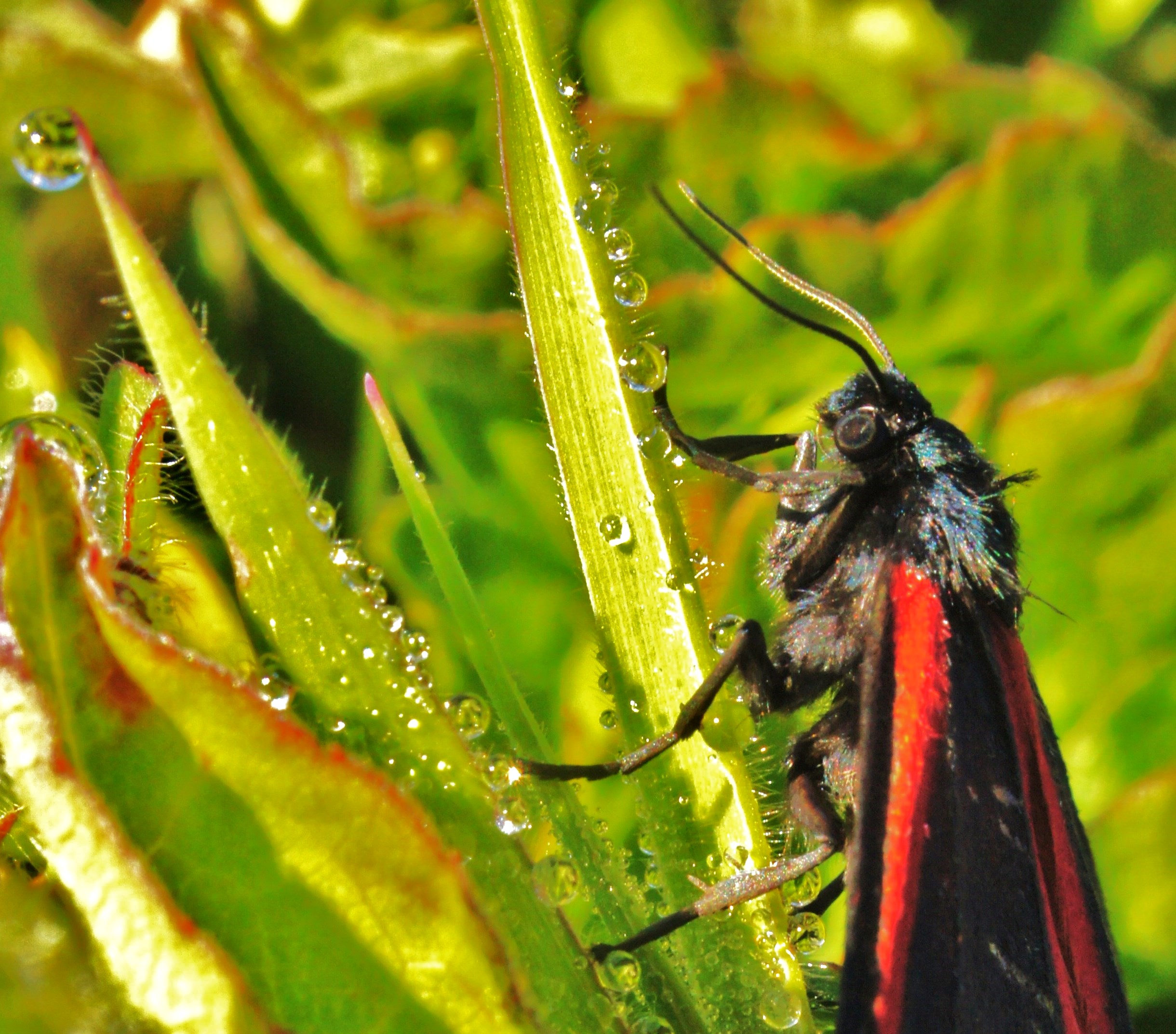 Cinnebar Moth