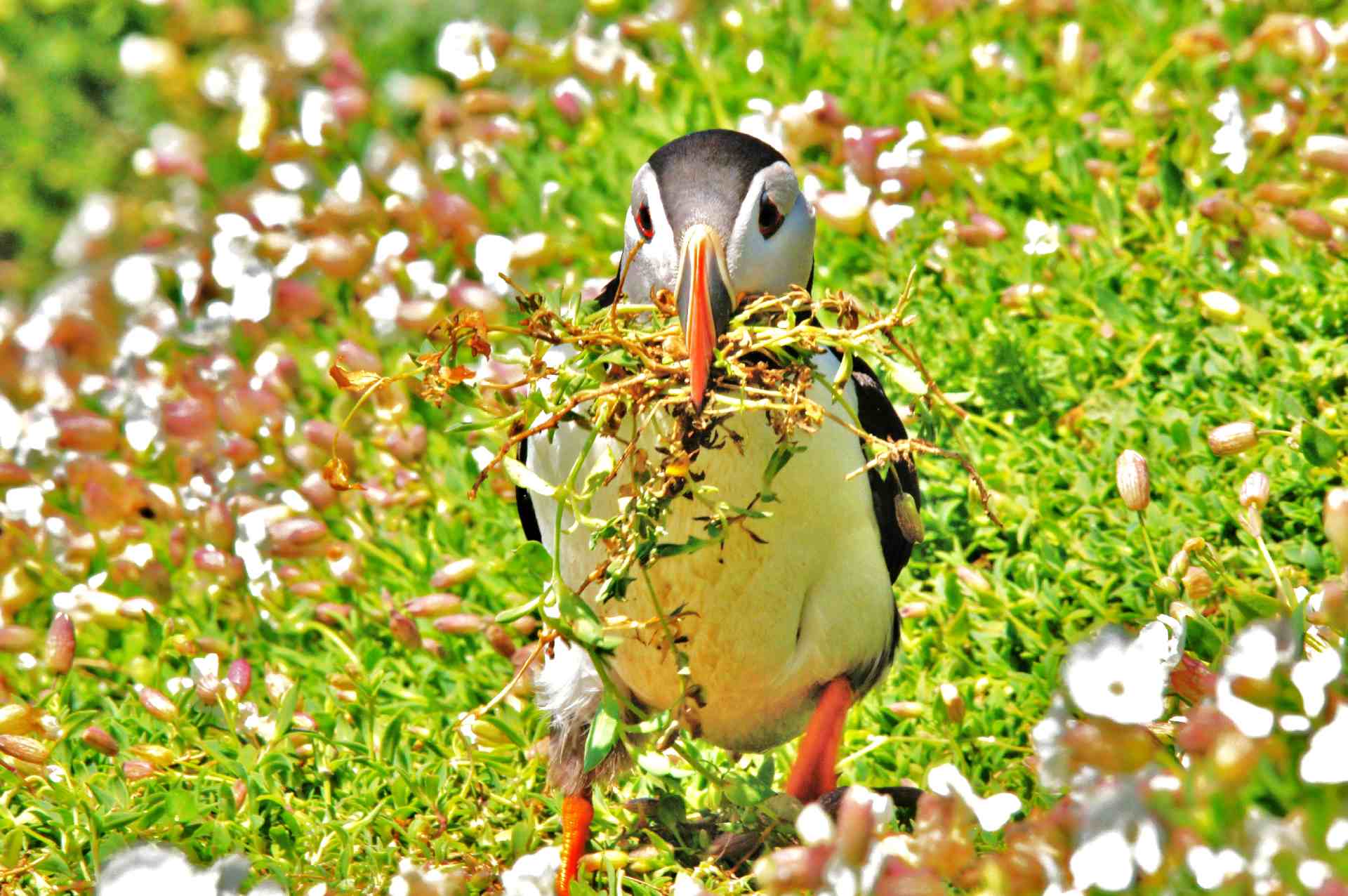 Puffin