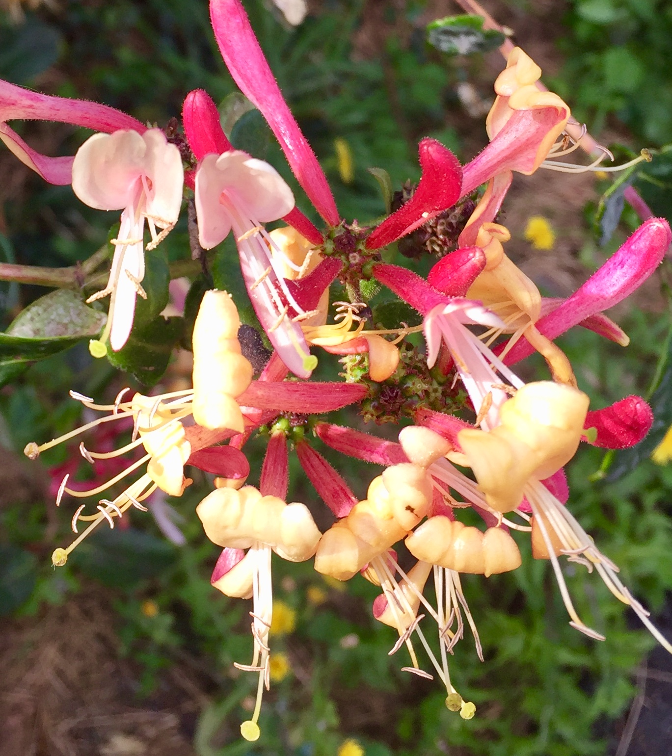 Honeysuckle