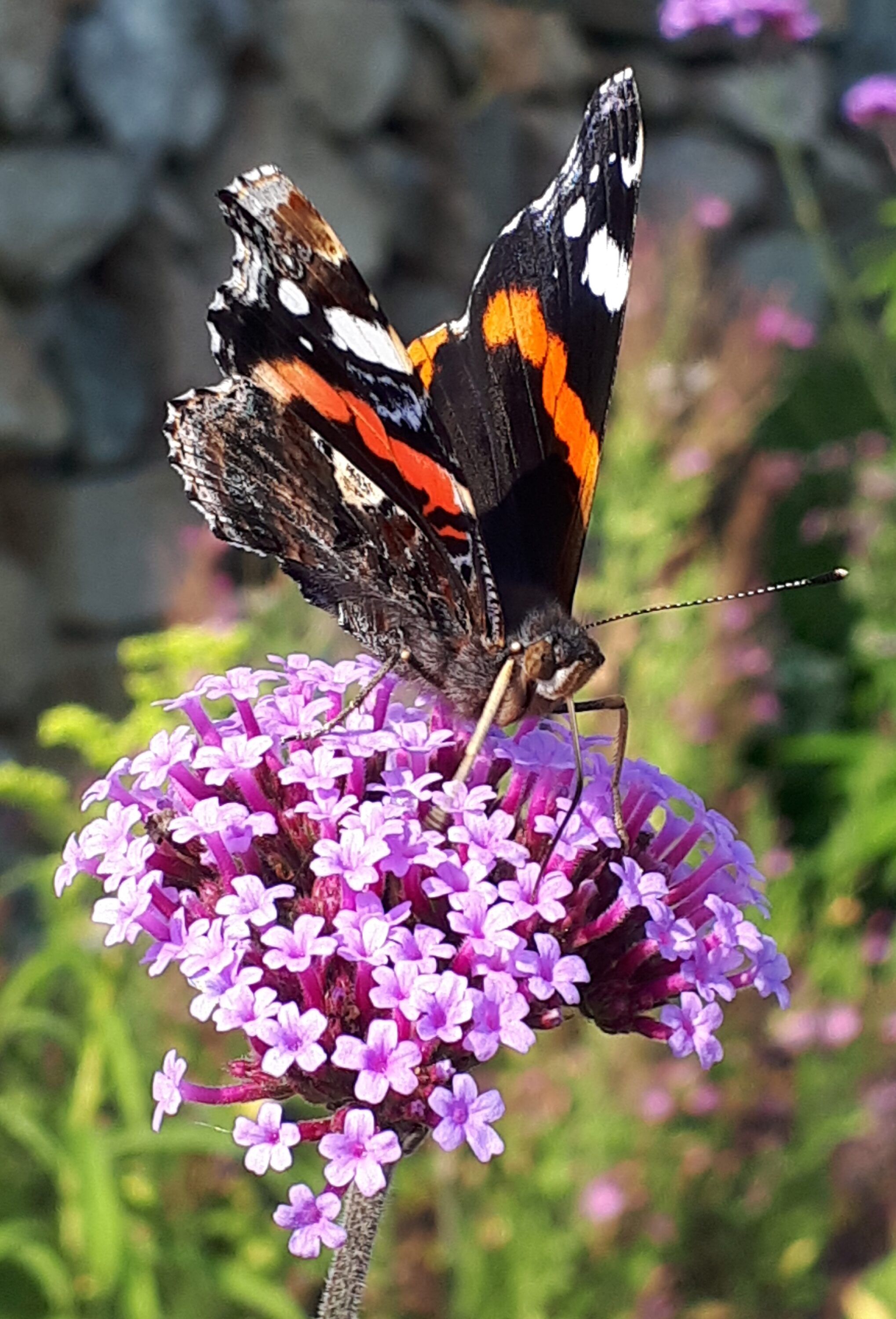 Busy Butterfly