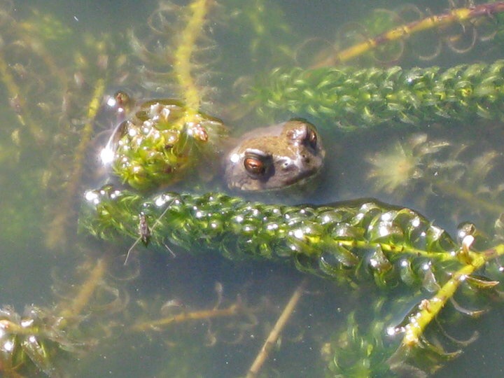 Mr Frog