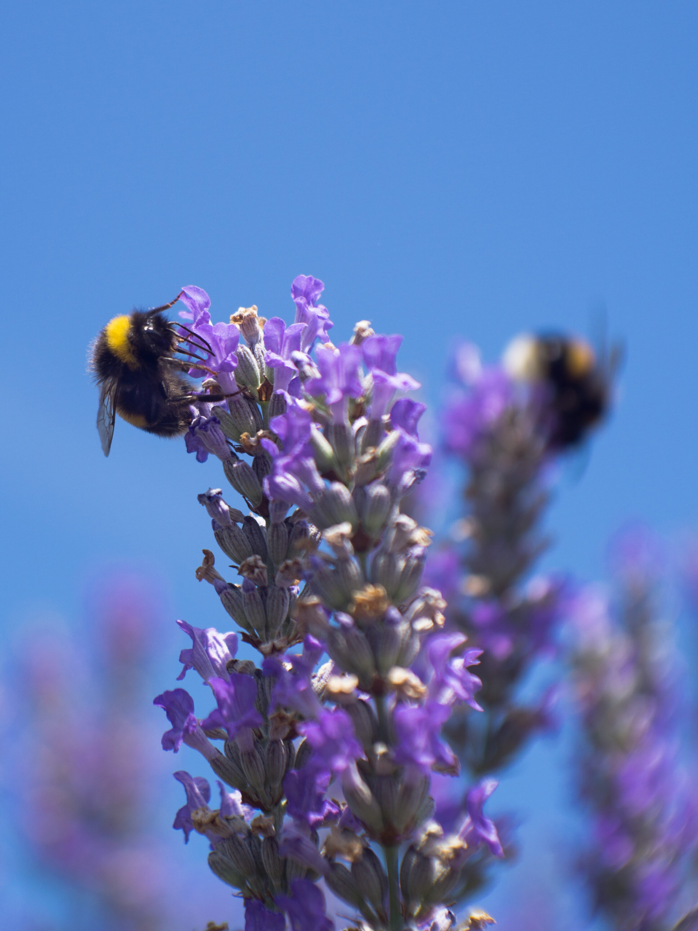 Bee happy!