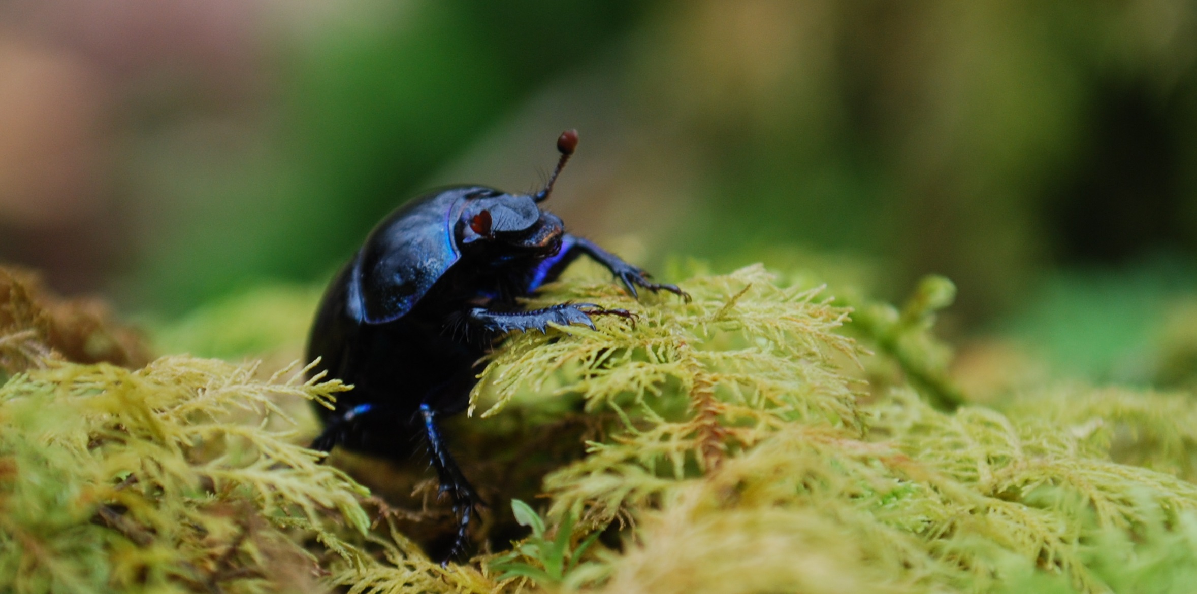 Dor Beetle