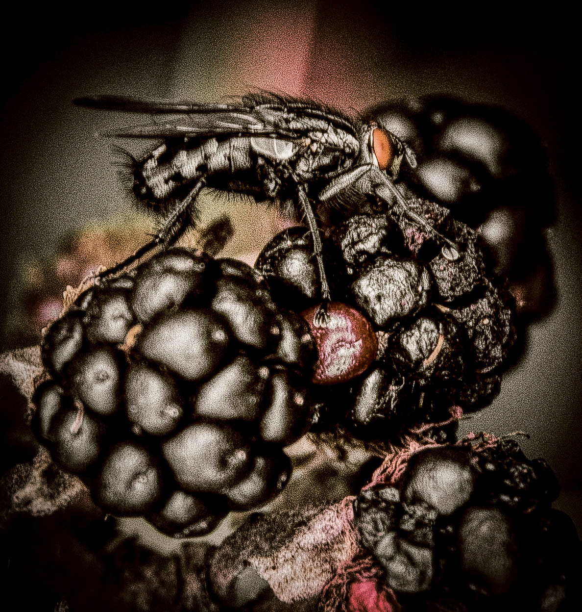 Blackberry fly