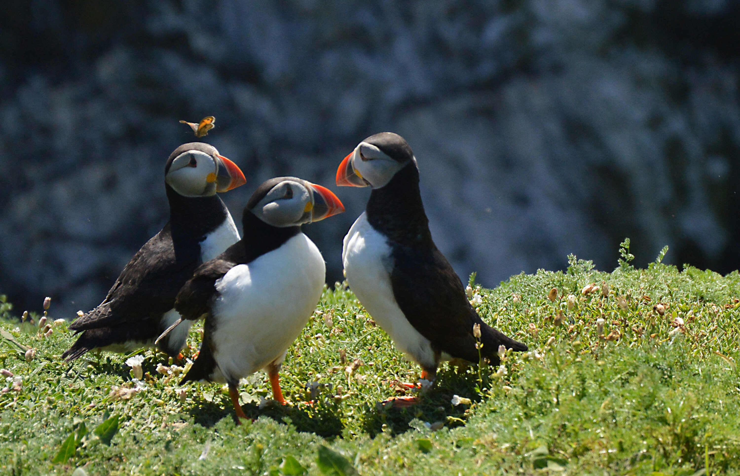 Curious butterfly with the puffins of Skomer