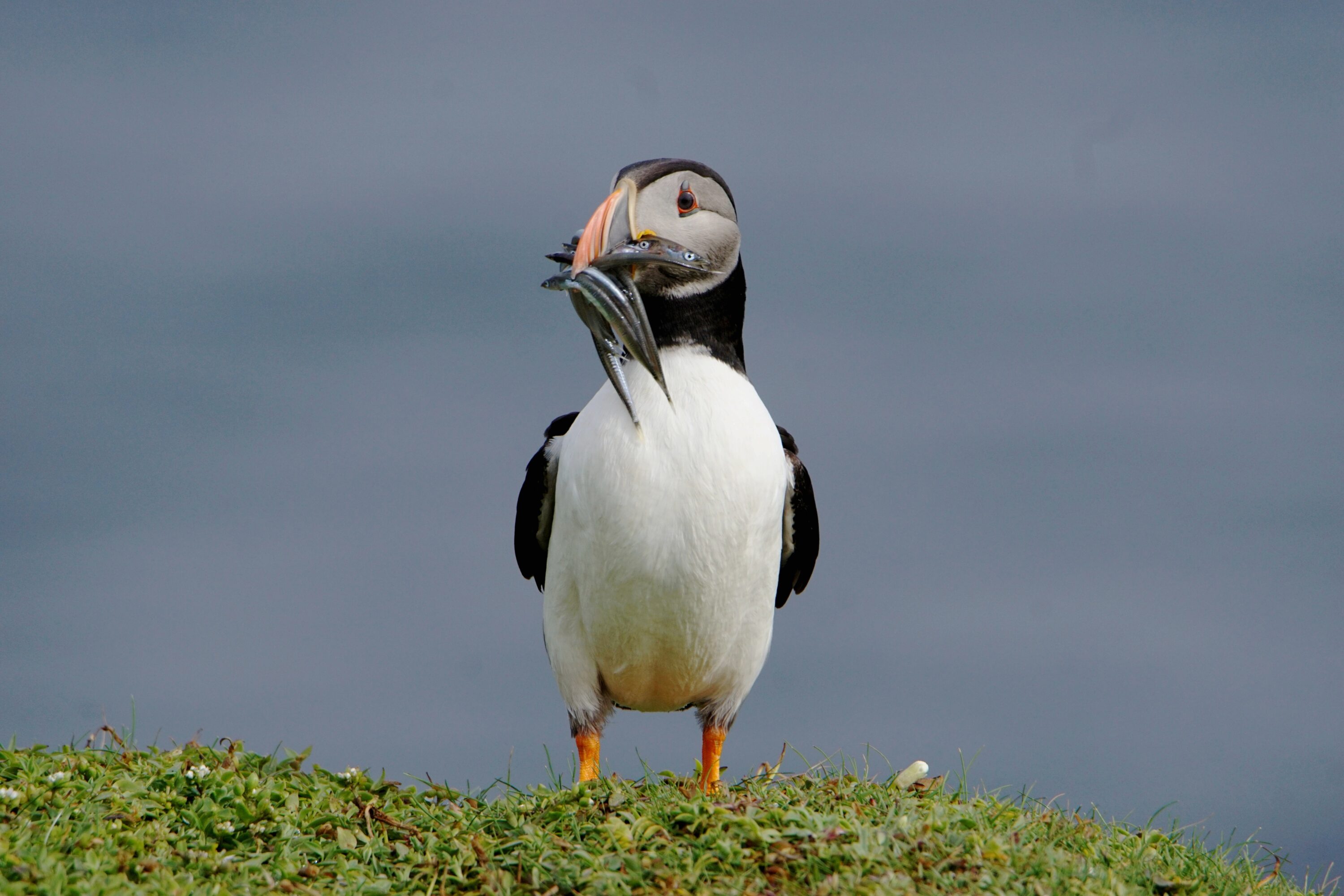 Puffin with Sand Eels