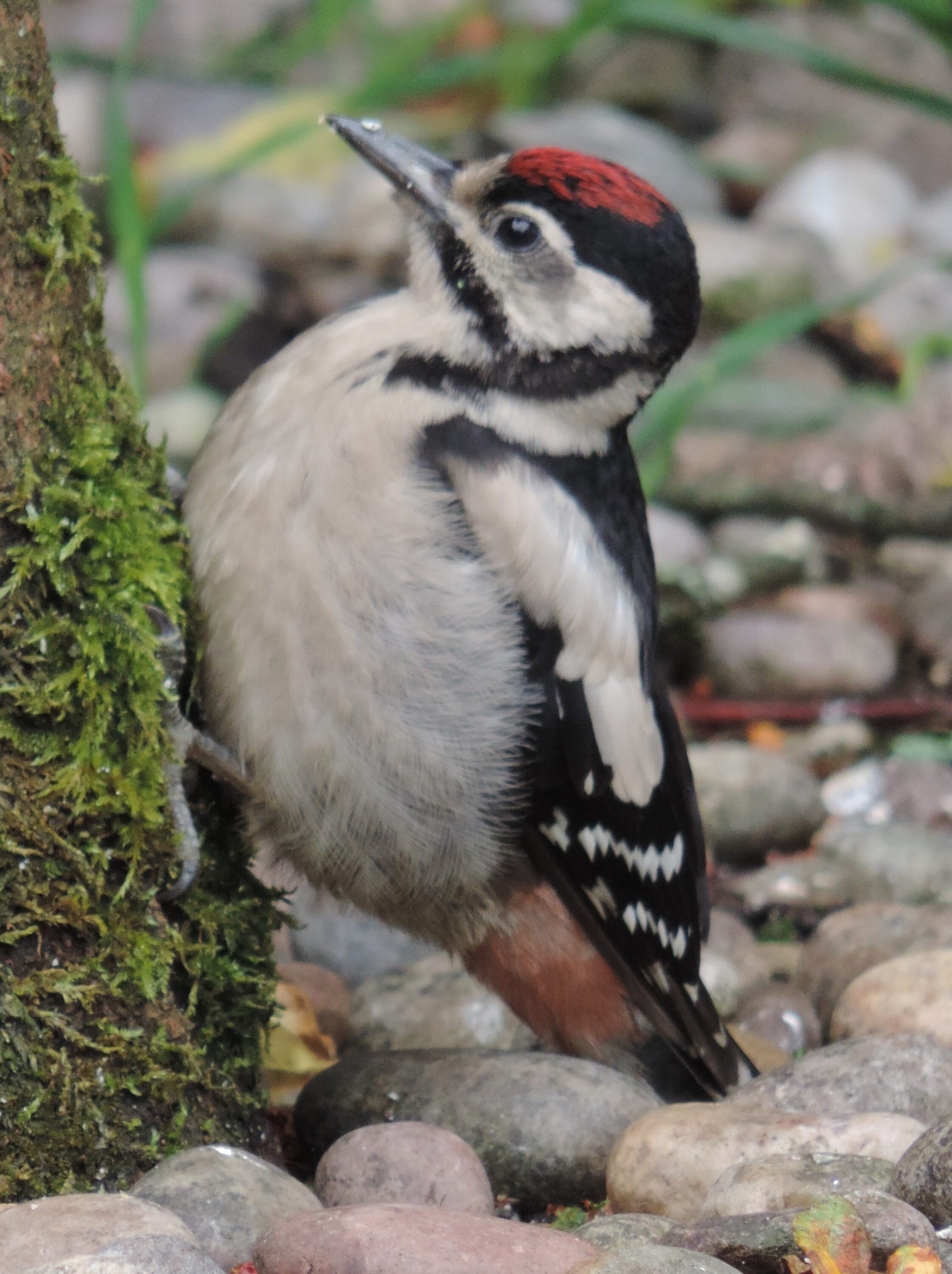 Woodpecker chick