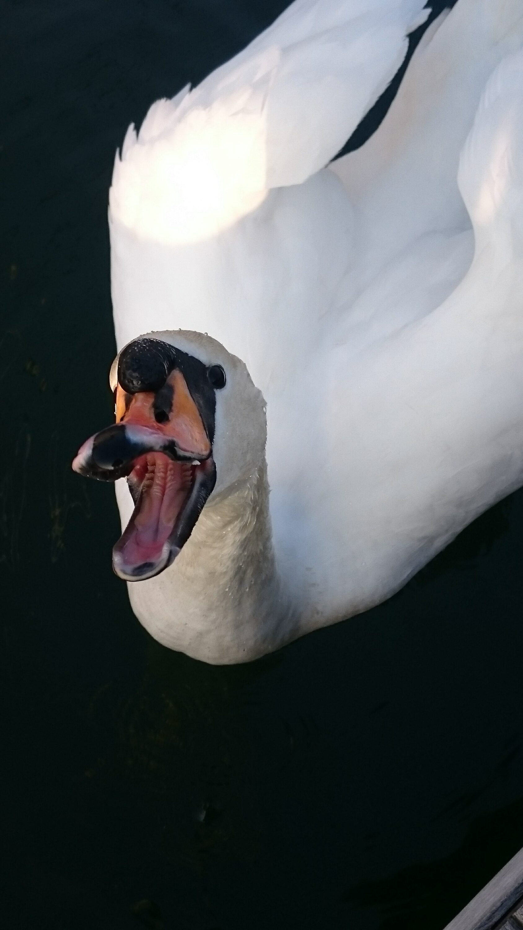 Happy posing face
