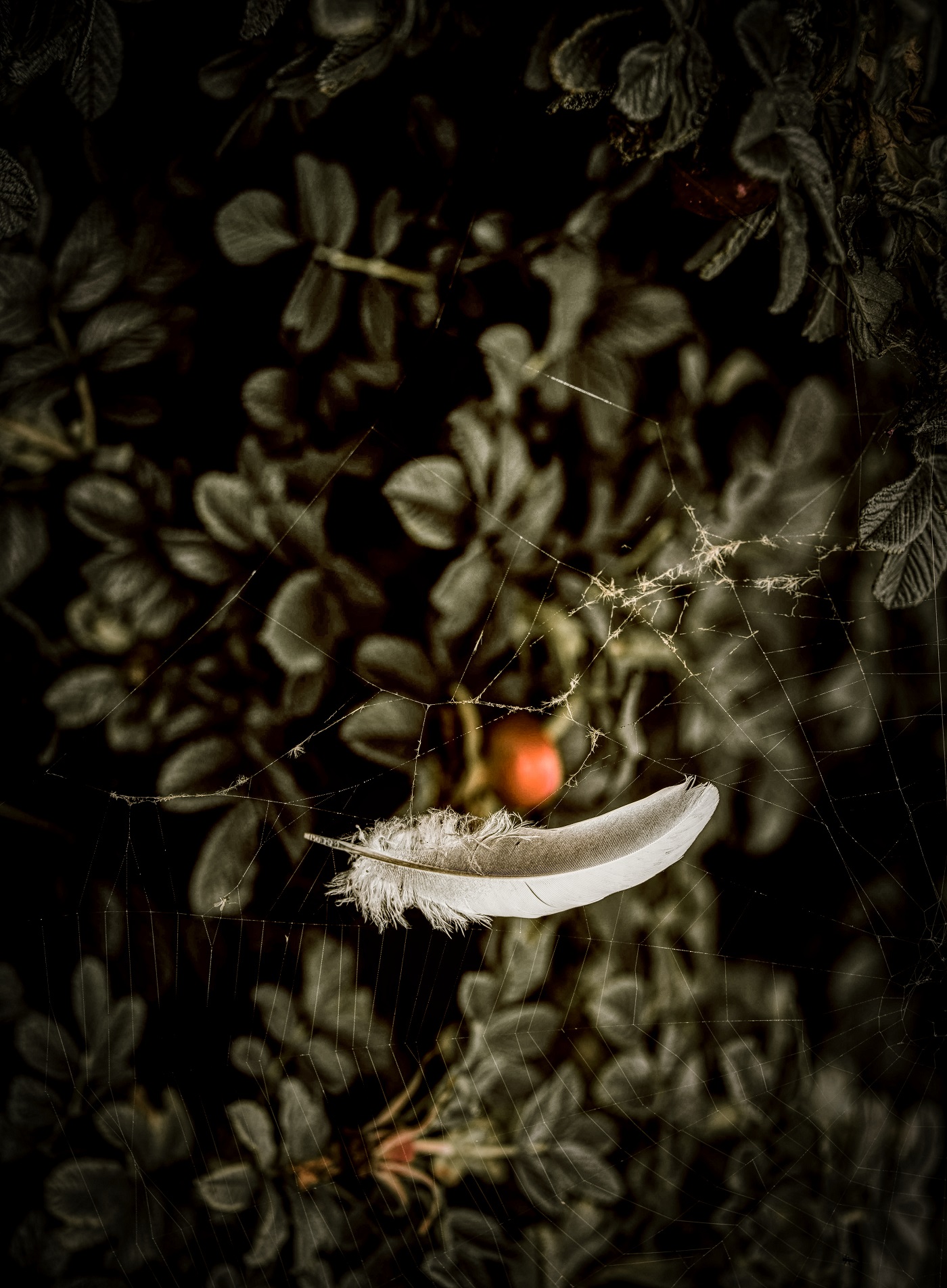 Feather in a spider's web