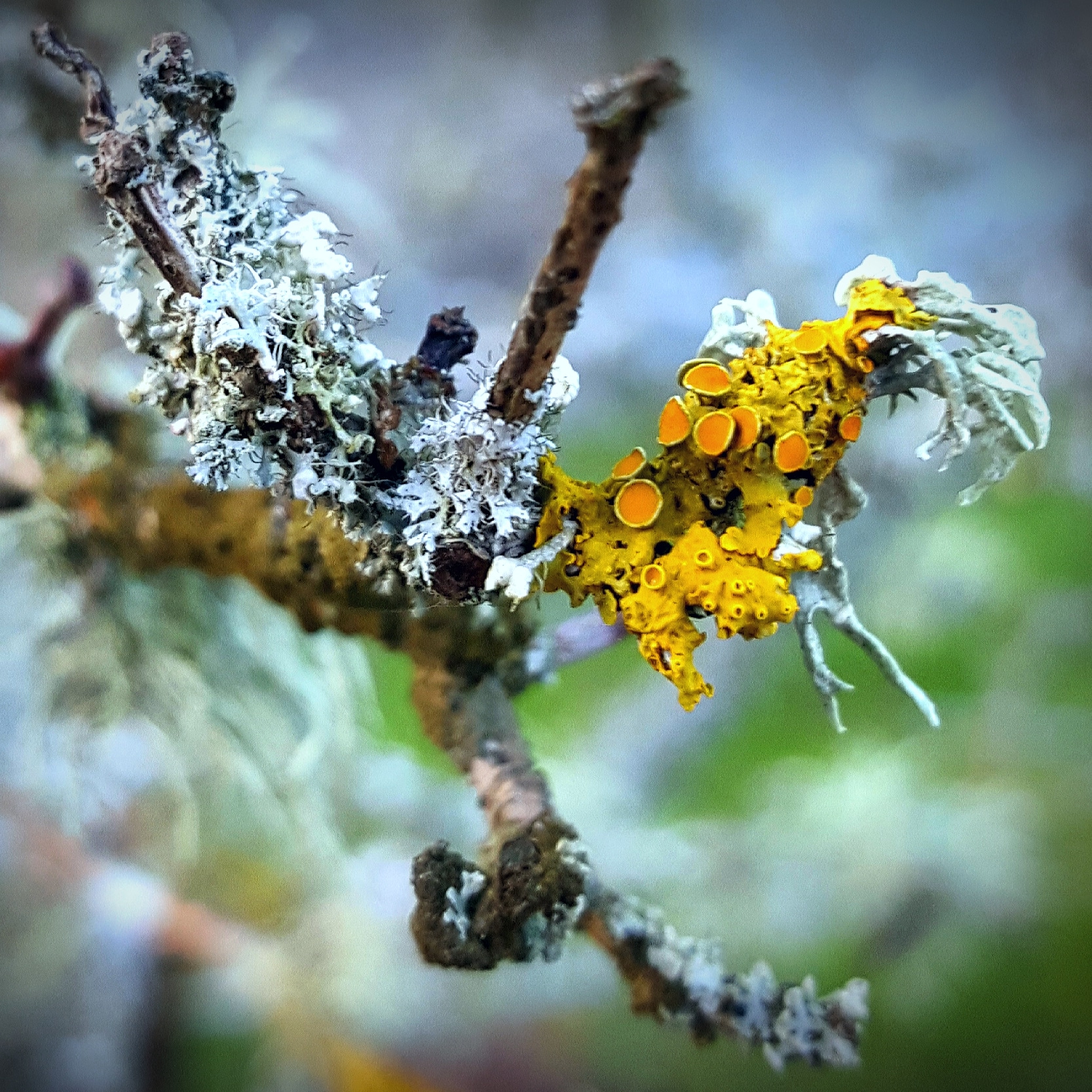Lichen this