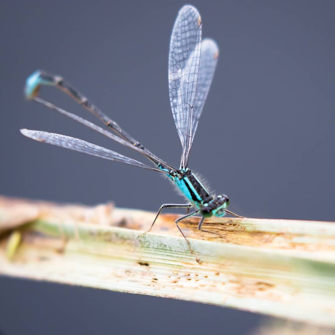 Damselfly