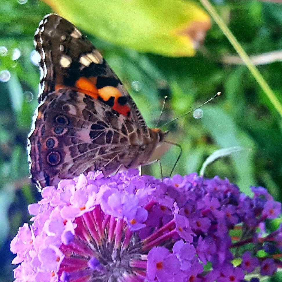 Painted lady
