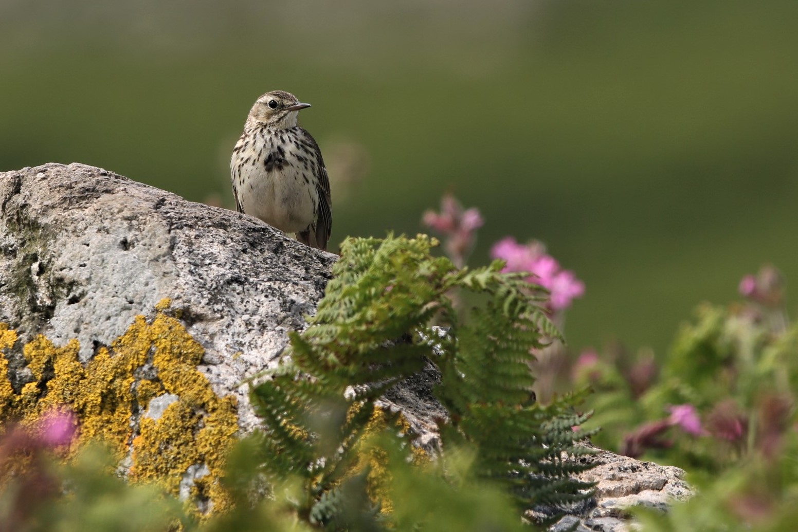 Meadow pipit