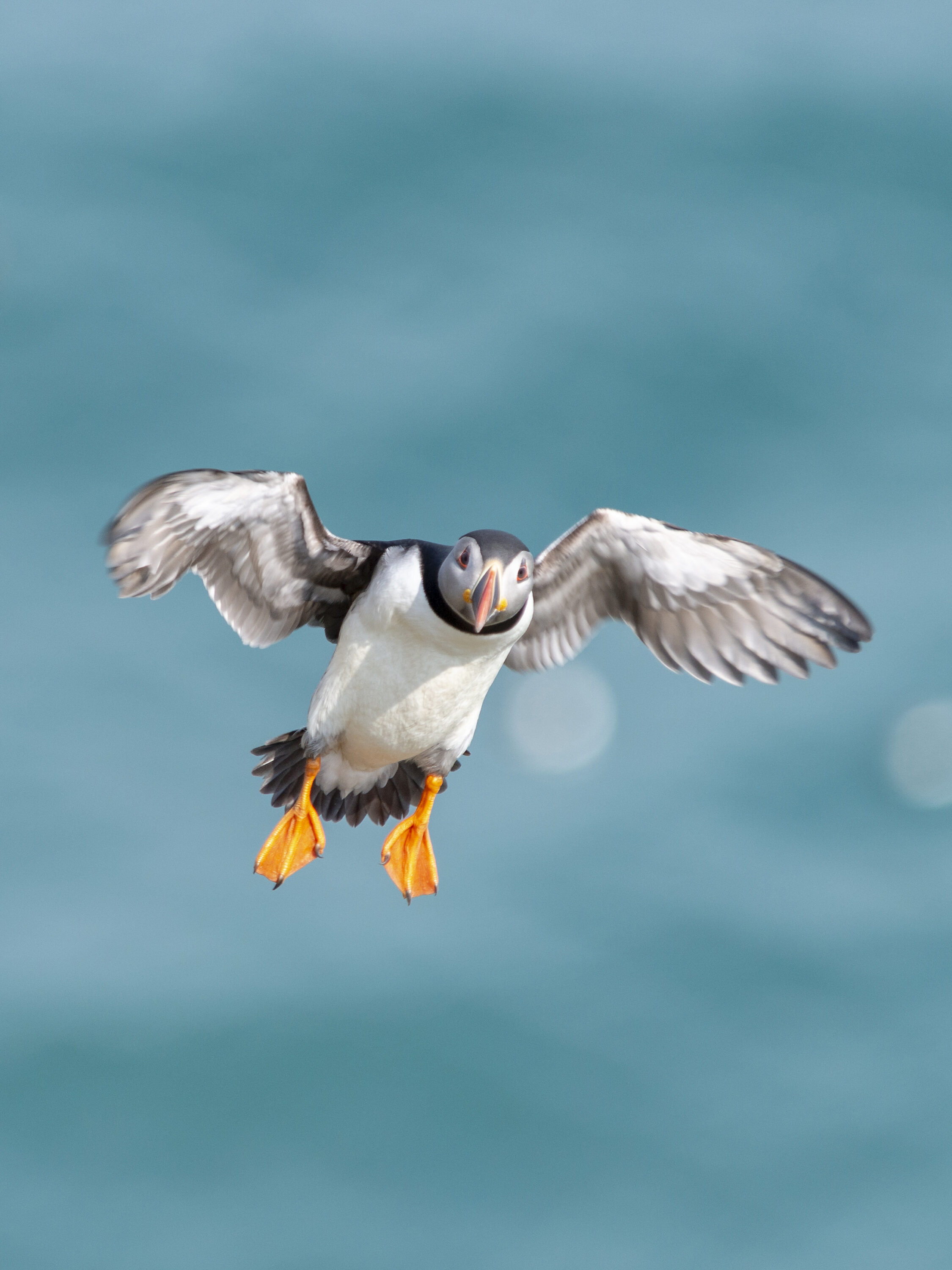 Homebound Puffin