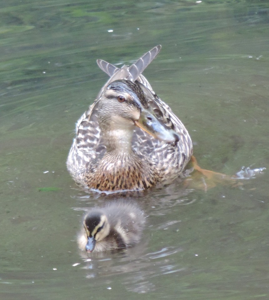Mrs Mallard & duckling