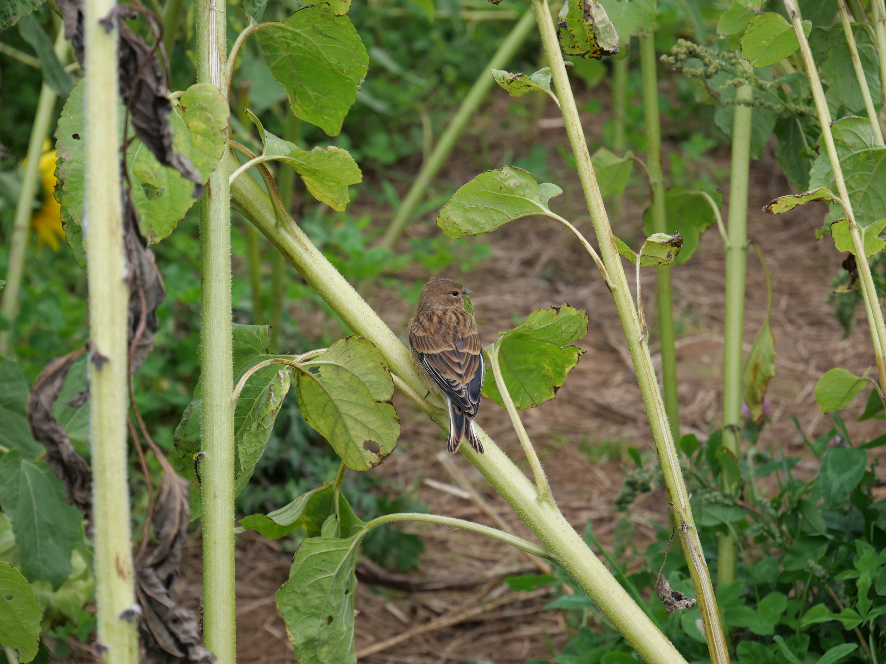 Sunflowers with a Robin
