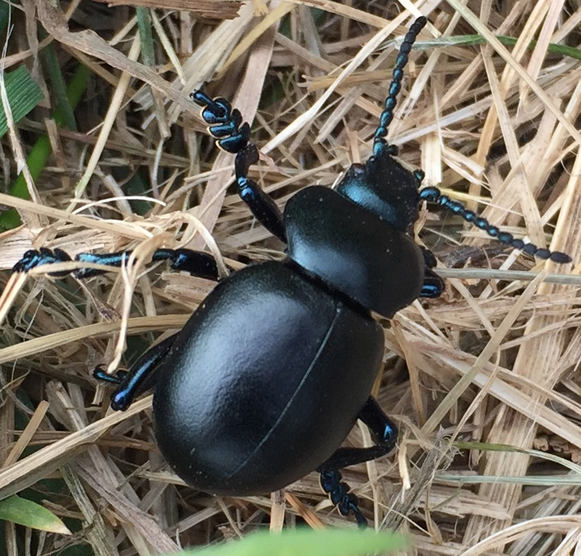 Ground Beetle