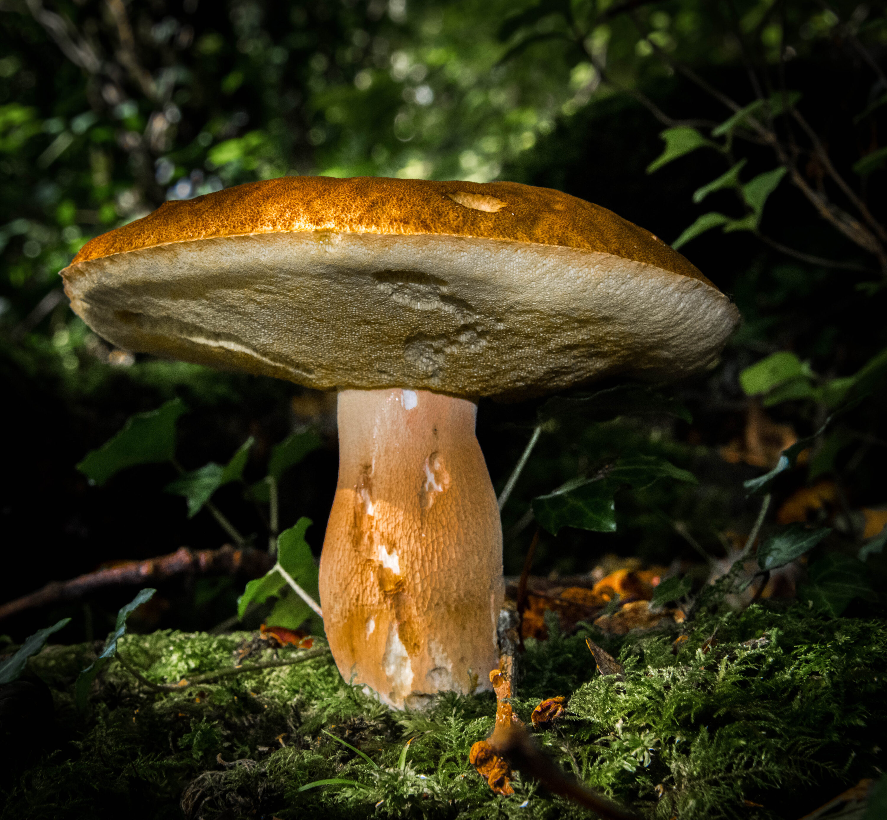 Toadstool