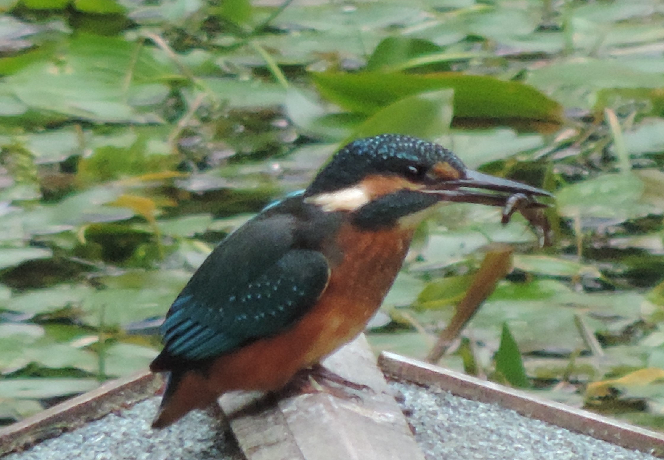 Kingfisher with his lunch (dragonfly nymph)
