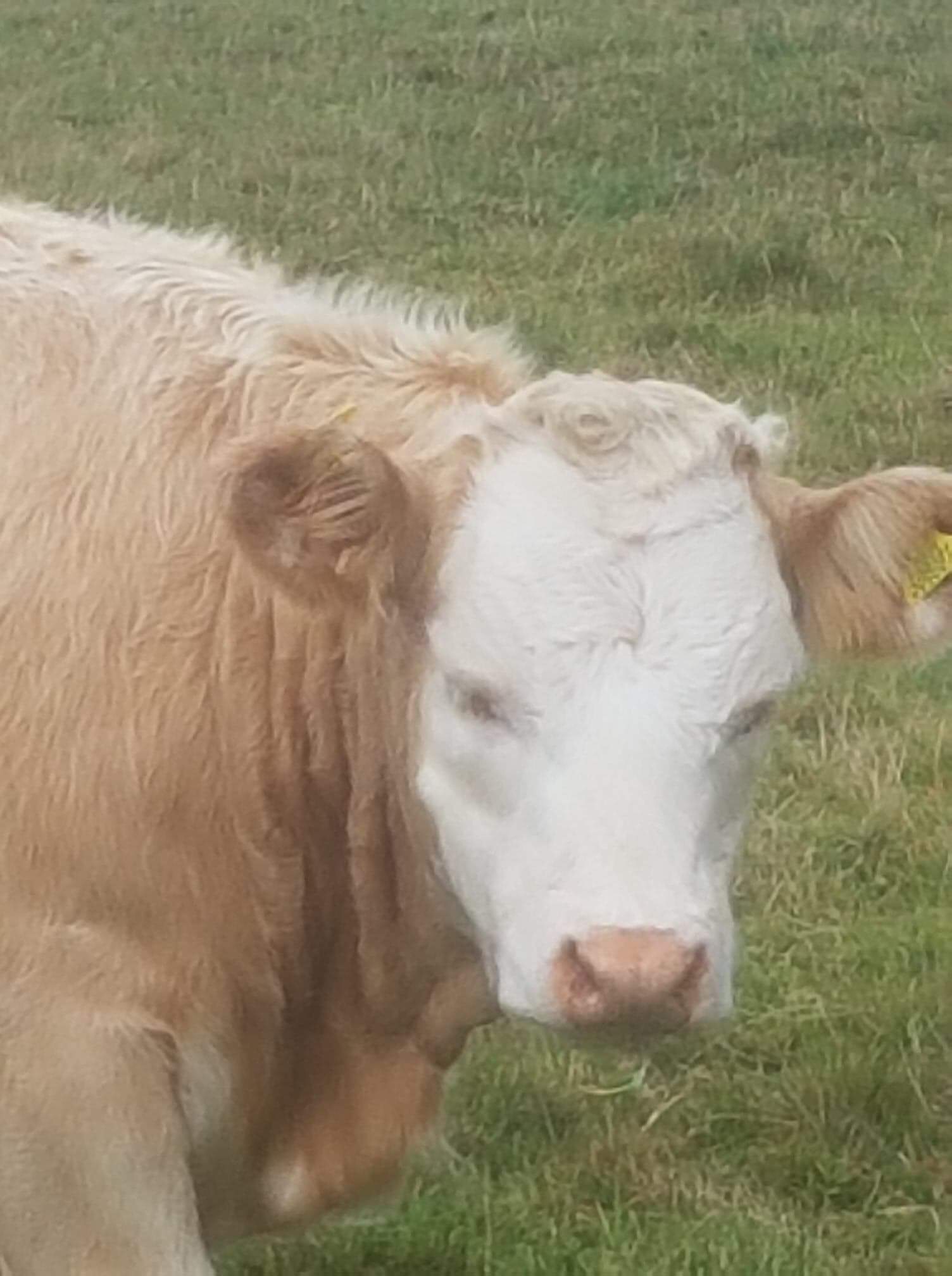 Beautiful cow in Pennar