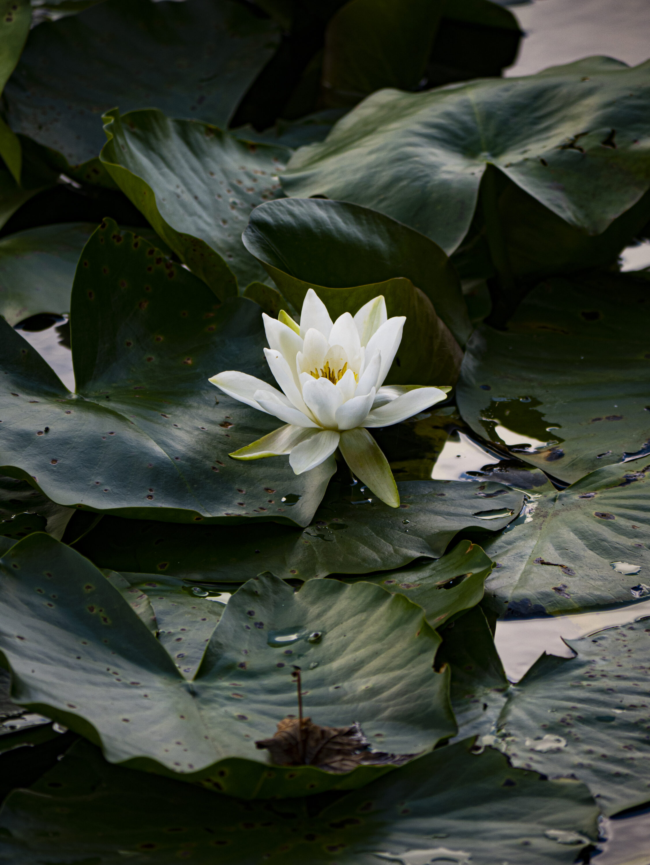 Lily Pond Lily