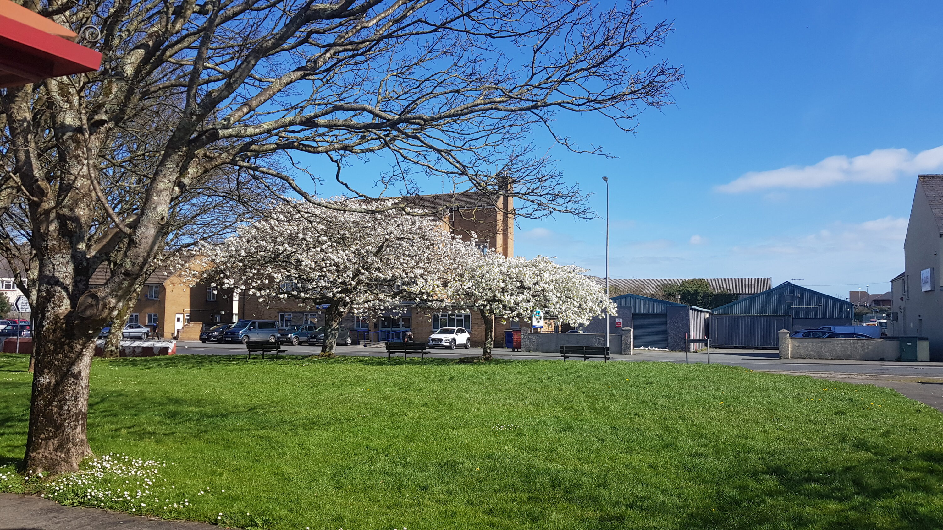 Spring Blossom