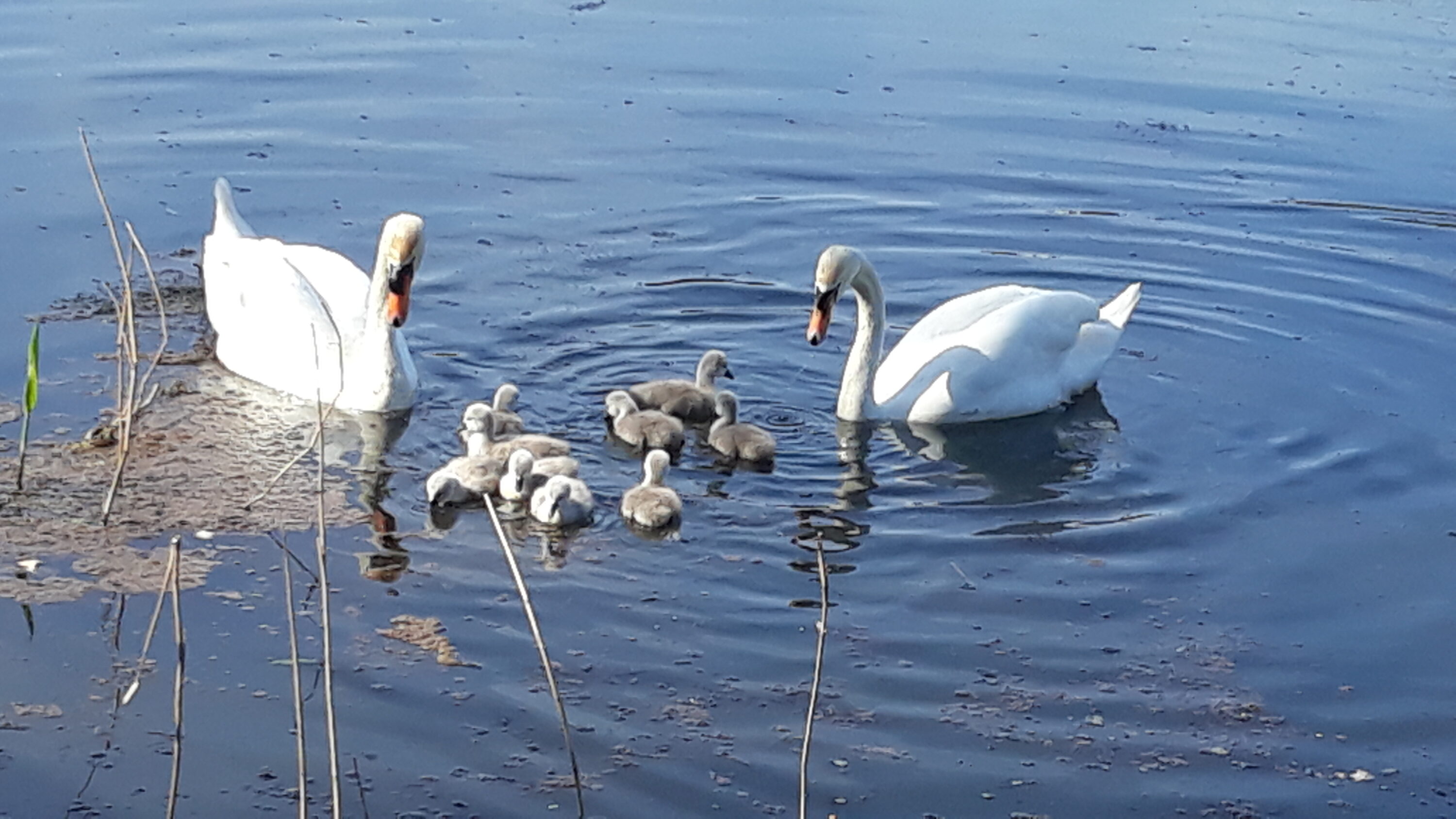 Beautiful swans