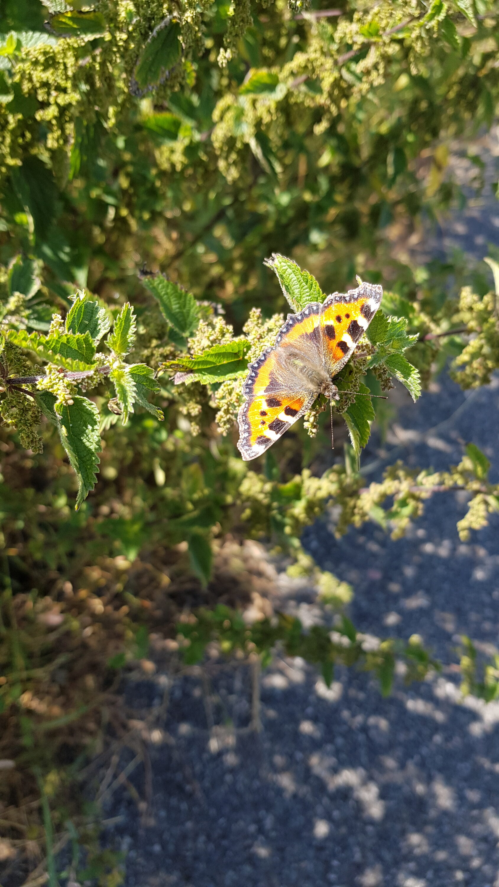 Beautiful Butterfly